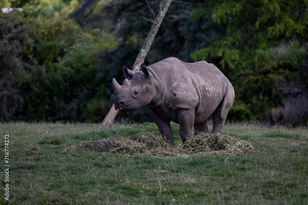 Obraz premium rhino in the wild