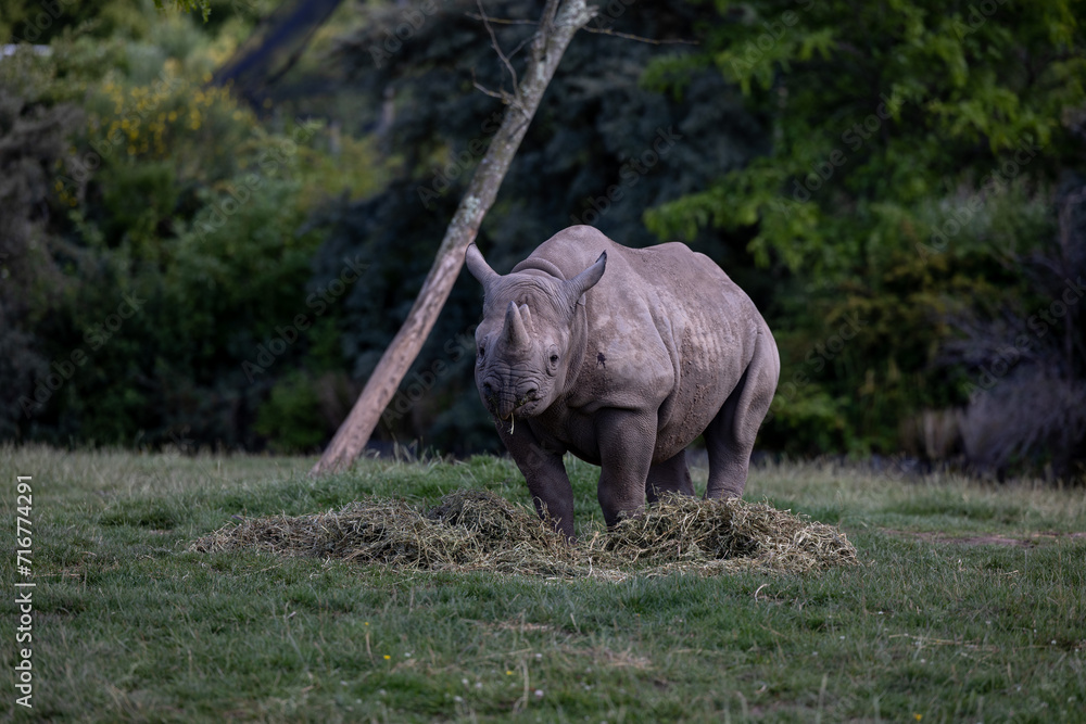 Fototapeta premium rhino in the wild