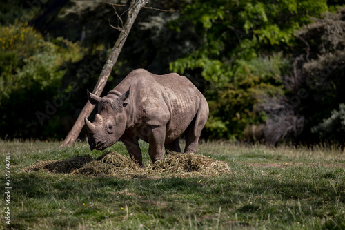 rhino in the wild