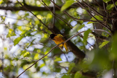 Bird on Branch