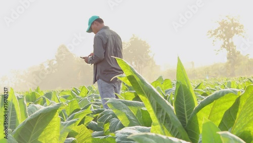 Farmers harness technology in tobacco fields, The core data network in the Internet agriculture from the mobile, Digital innovation in tobacco farming analyzing crop data for optimal yield.