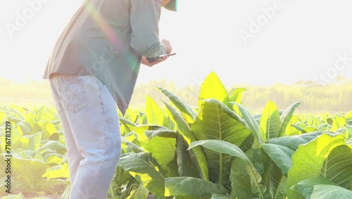 Farmers harness technology in tobacco fields, The core data network in the Internet agriculture from the mobile, Digital innovation in tobacco farming analyzing crop data for optimal yield.