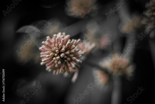 Close up of grass flower with black and white tone  abstract background