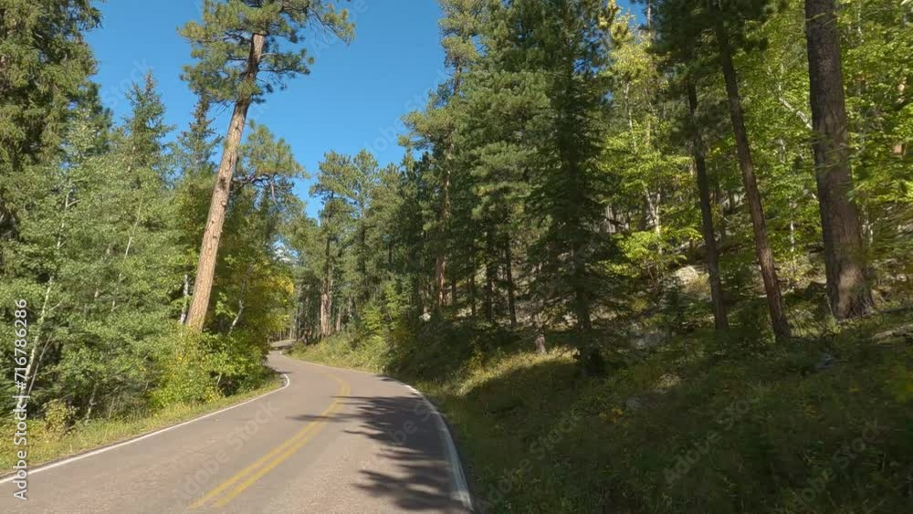 A drive through trees in Custer State Park, Black Hills, South Dakota, USA A drive through trees in Custer State Park, Black Hills, South Dakota, USA