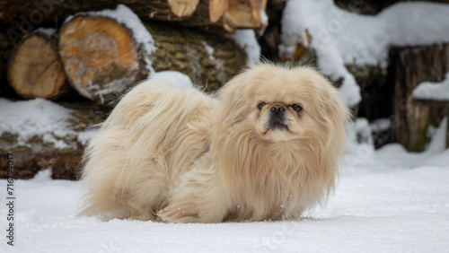 Pekinese (Peking Palasthund) Pekingese vor Holzstamm im Winter Schnee, langes Fell, blickt in Richtung Kamera