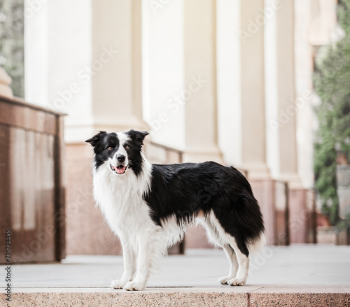Border Collie Dog Standing Among Columns at Building Entrance © OlgaOvcharenko