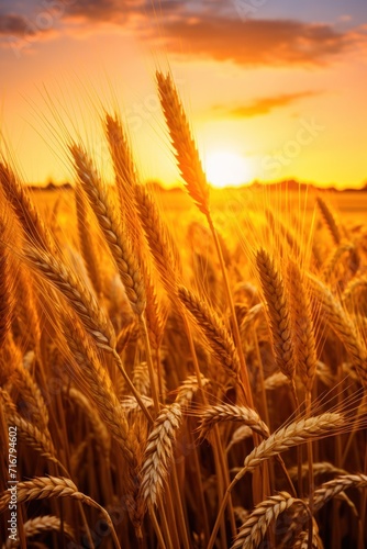 Sunlit golden wheat field with sunset backdrop