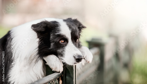 Melancholic Border Collie Resting Against Fence in Urban Setting