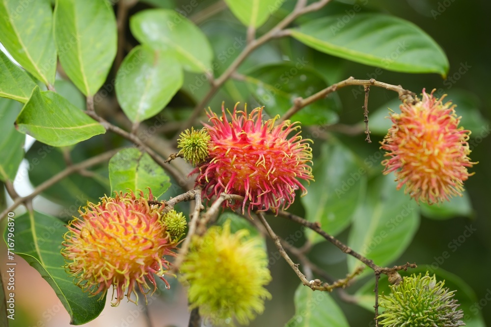 Rambutan hang on tree in garden. . Nephelium lappaceum. Buah rambutan Rambutan hang on tree in garden. . Nephelium lappaceum. Buah rambutan