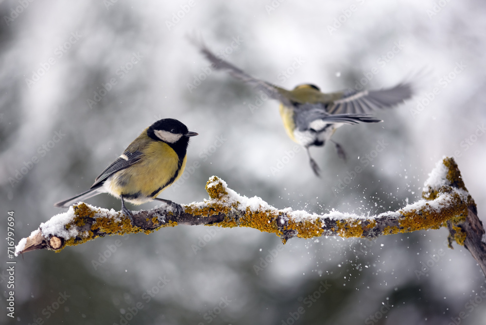 Two tom tit birds with yellow belly on tree twig during snow falling closeup. Birds photography Two tom tit birds with yellow belly on tree twig during snow falling closeup. Birds photography