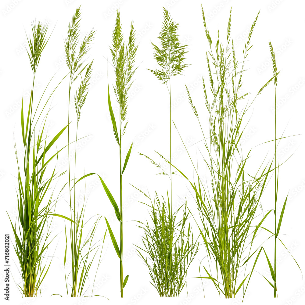 Fototapeta premium green grass PNG transparent background 