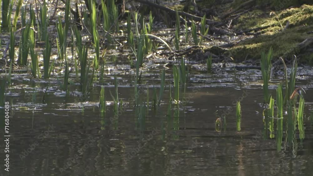 coot in the reed in spring coot in the reed in spring