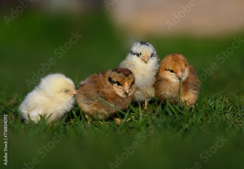 Photography group of baby chicks walking on grass together in warm spring sun