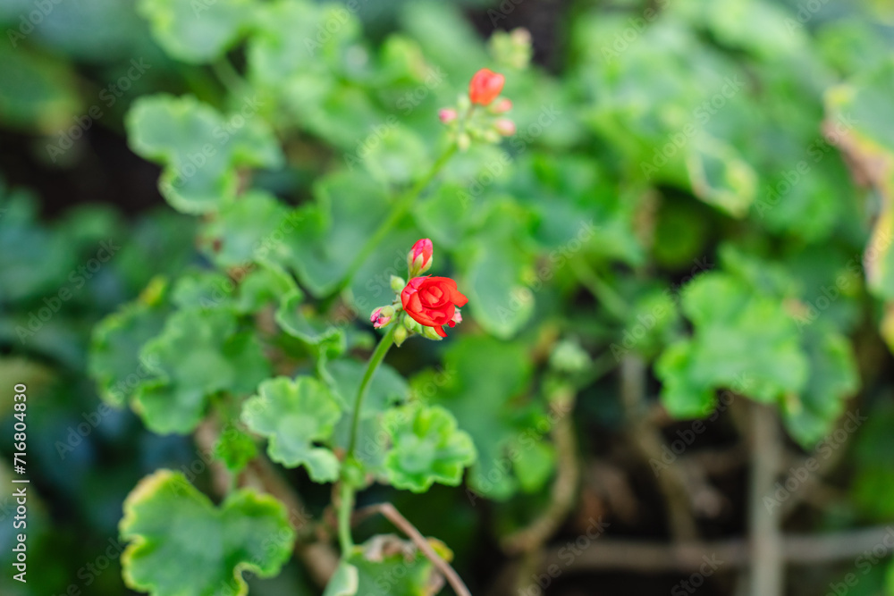 Red Geranium flowers with green leaves in a garden Red Geranium flowers with green leaves in a garden