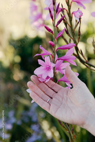 Hand cupping pink Watsonia wildflower in nature to admire photo