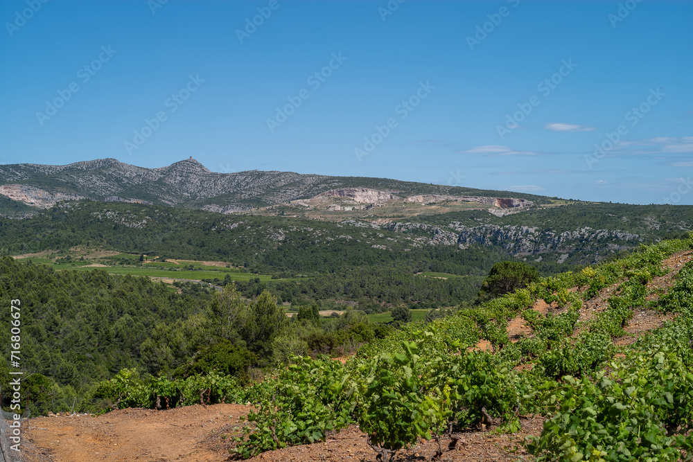 vineyard in the region,  pyrénées orientales