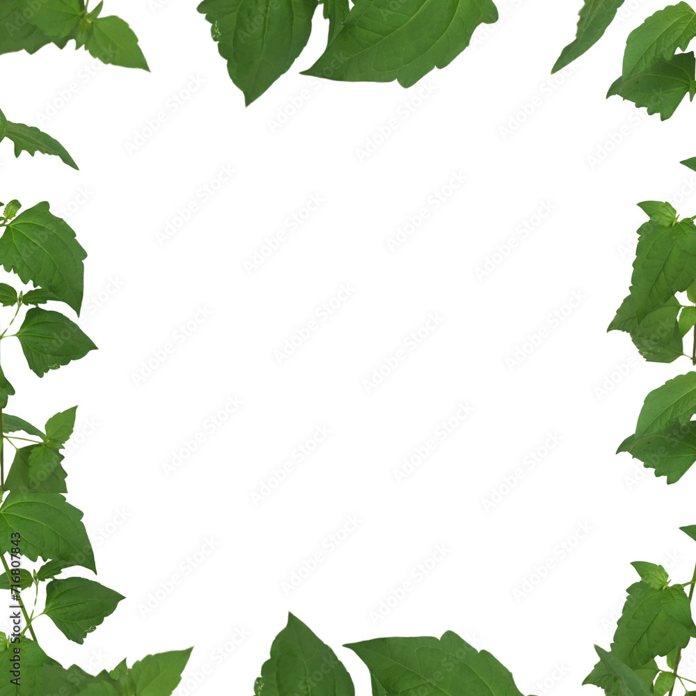 Fototapeta premium green leaves frame