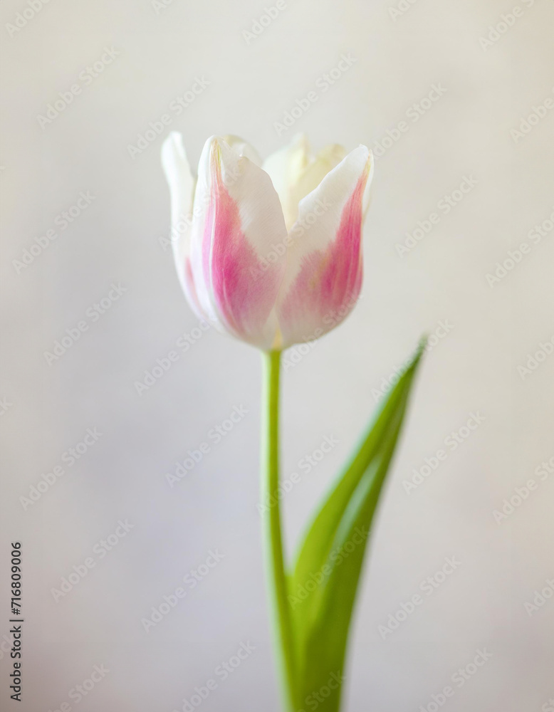 A delicate tulip with white petals, adorned with soft pink streaks, blooms against a muted backdrop. Ideal for spring themes or floral designs. A delicate tulip with white petals, adorned with soft pink streaks, blooms against a muted backdrop. Ideal for spring themes or floral designs.