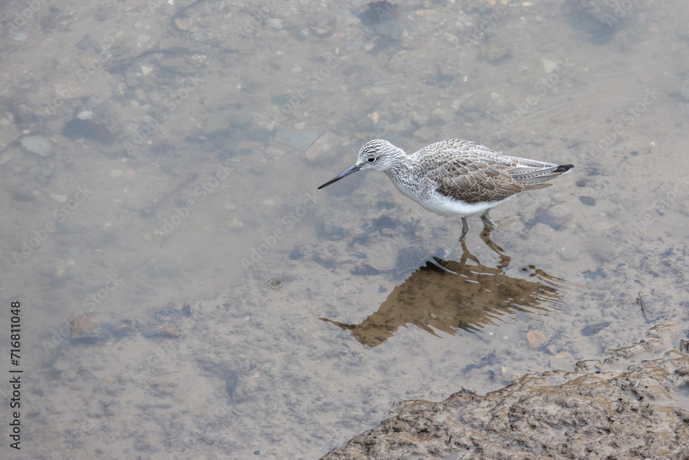 Common greenshank, Tringa nebularia, in shallow water at Kingsbridge in Devon Common greenshank, Tringa nebularia, in shallow water at Kingsbridge in Devon