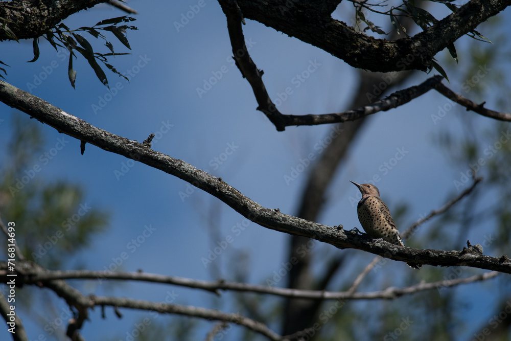 Northern Flicker on the branch in the sunlight Northern Flicker on the branch in the sunlight