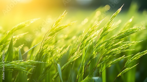 Selective focus on ear of rice. Green paddy field. Rice plantation. Organic rice farm in Asia. Rice price in the world market concept. Beautiful nature of farm land. Paddy field. Plant cultivation.