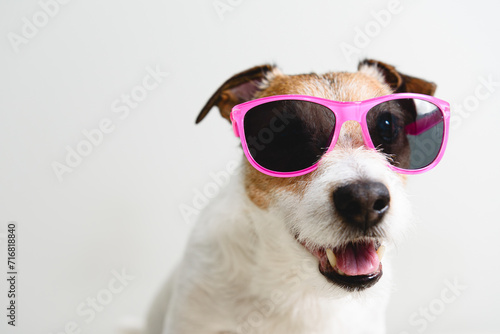 Cool dog in pink sunglasses is ready for summer vacation