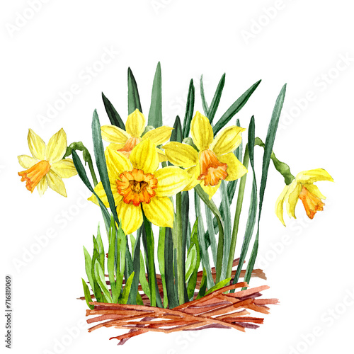 Wallpaper Mural Yellow Narcissus in the greenery Torontodigital.ca