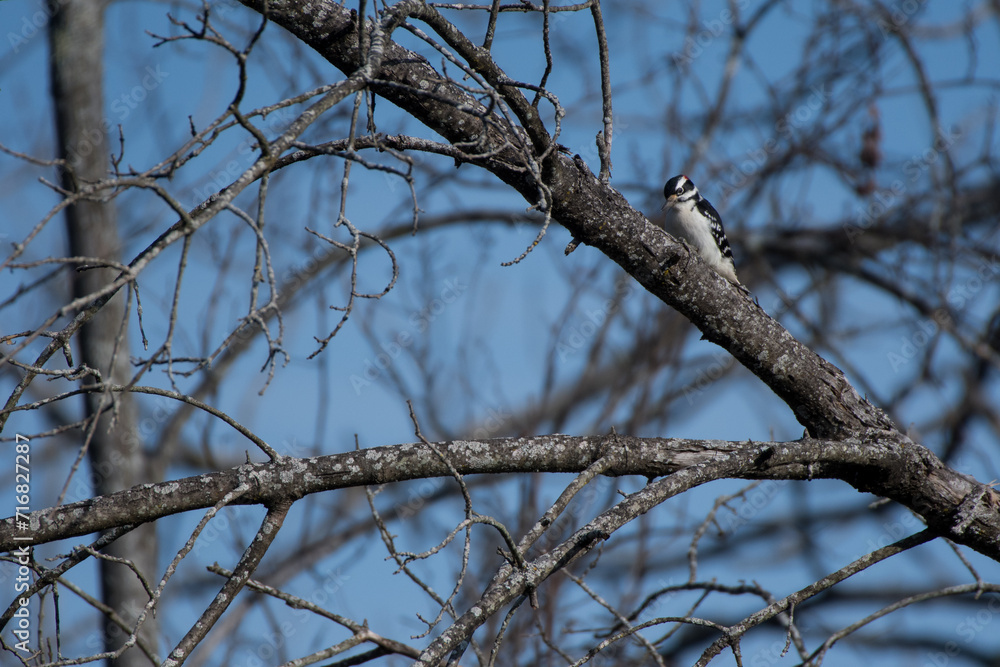 Hairy Woodpecker climbing up a tree branch during December in New York Hairy Woodpecker climbing up a tree branch during December in New York