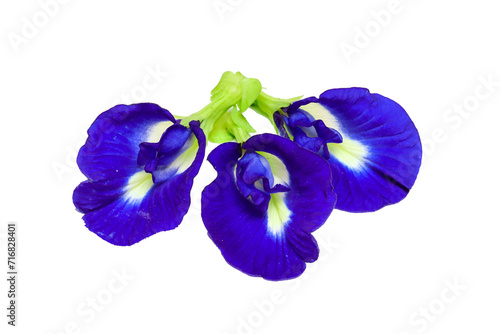 close up of butterfly pea flower or Clitoria ternatea isolated on transparent background png © upen