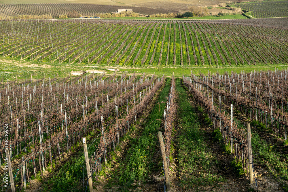 Palermo, Sicily, Italy Grape vines growing in a beautiful landscape in winter.