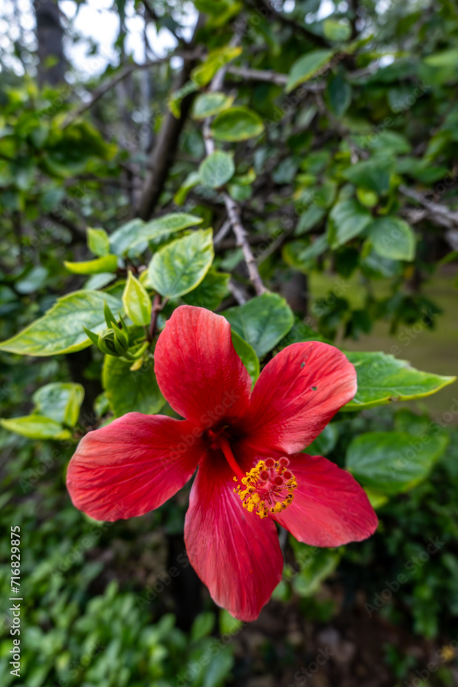 Palermo, Sicily, Italy A red Hibiscus flower on a tree. Palermo, Sicily, Italy A red Hibiscus flower on a tree.