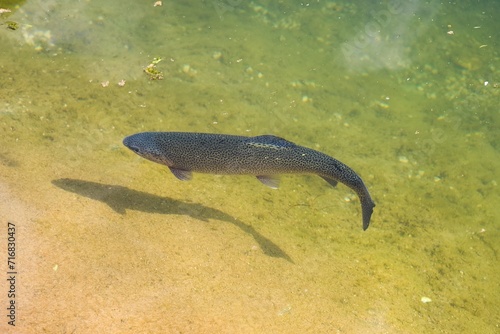 Trout in the river