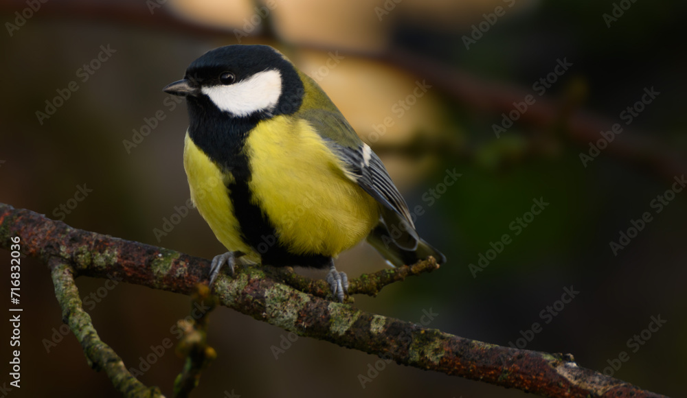 Fototapeta premium Big tit