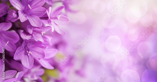  purple flowers with spring background.  © Nim