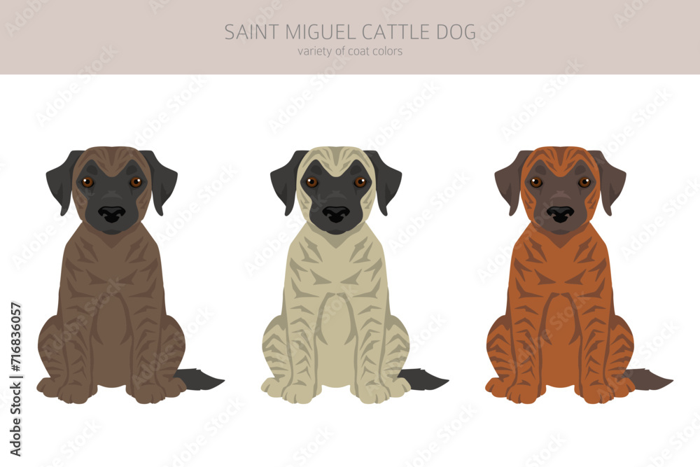 Saint Miguel Cattle dog puppies clipart. All coat colors set.  All dog breeds characteristics infographic