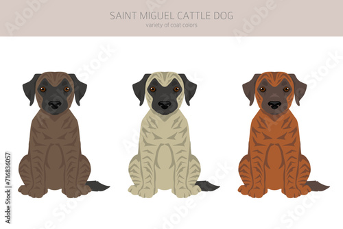 Saint Miguel Cattle dog puppies clipart. All coat colors set.  All dog breeds characteristics infographic
