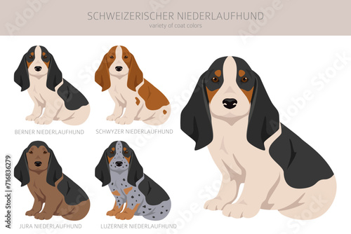 Schweizerischer Niederlaufhund, Small swiss hound puppy clipart. All coat colors set. All dog breeds characteristics infographic