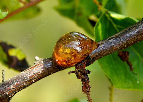 Natural gum of apricot tree