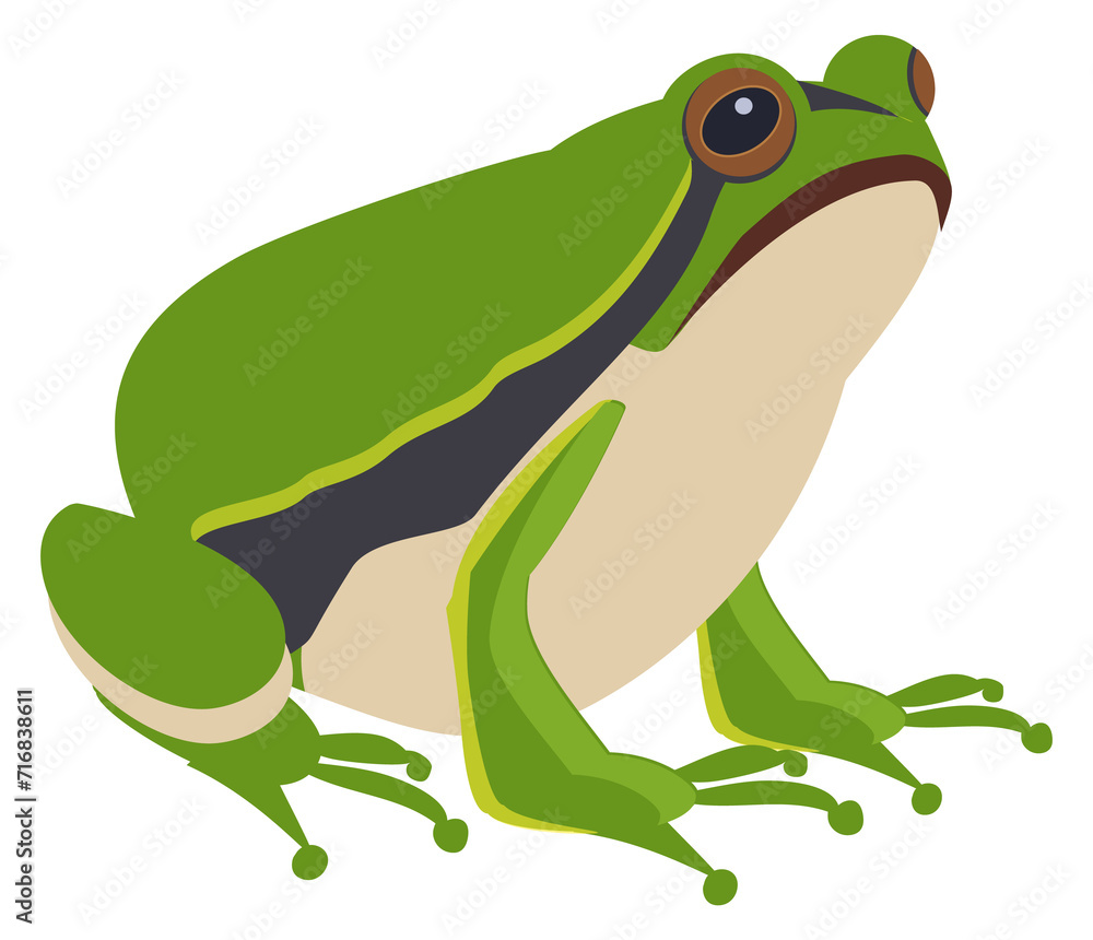Fototapeta premium Green frog. Sitting amphibia. Wild animal icon