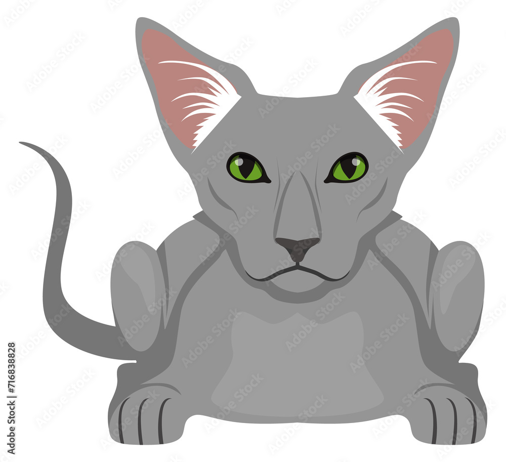 Abyssinian cat icon. Gray shorthair animal sitting