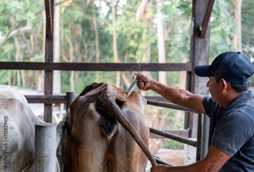 Hispanic Adult Farmer Administering Vaccine to Cow in Dairy Farm Setting