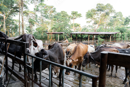 Dairy cows enclosed in an outdoor farm fence © Miguel Serrano