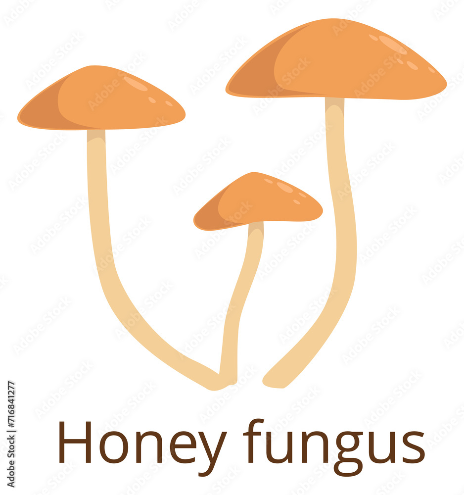 Honey fungus color icon. Growing forest mushroom