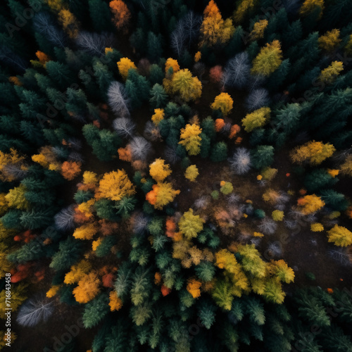 top view of autumnal forest, nice colors 