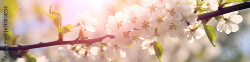 Spring elegance branch with flower sunlit  sunlight white blossoms