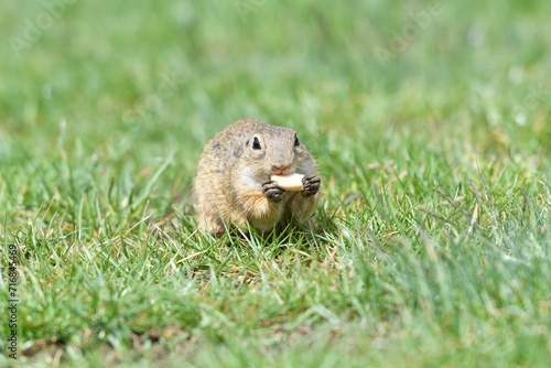 Obraz na płótnie Ground squirrel keeps food in the front paws and eats in the grass w salonie
