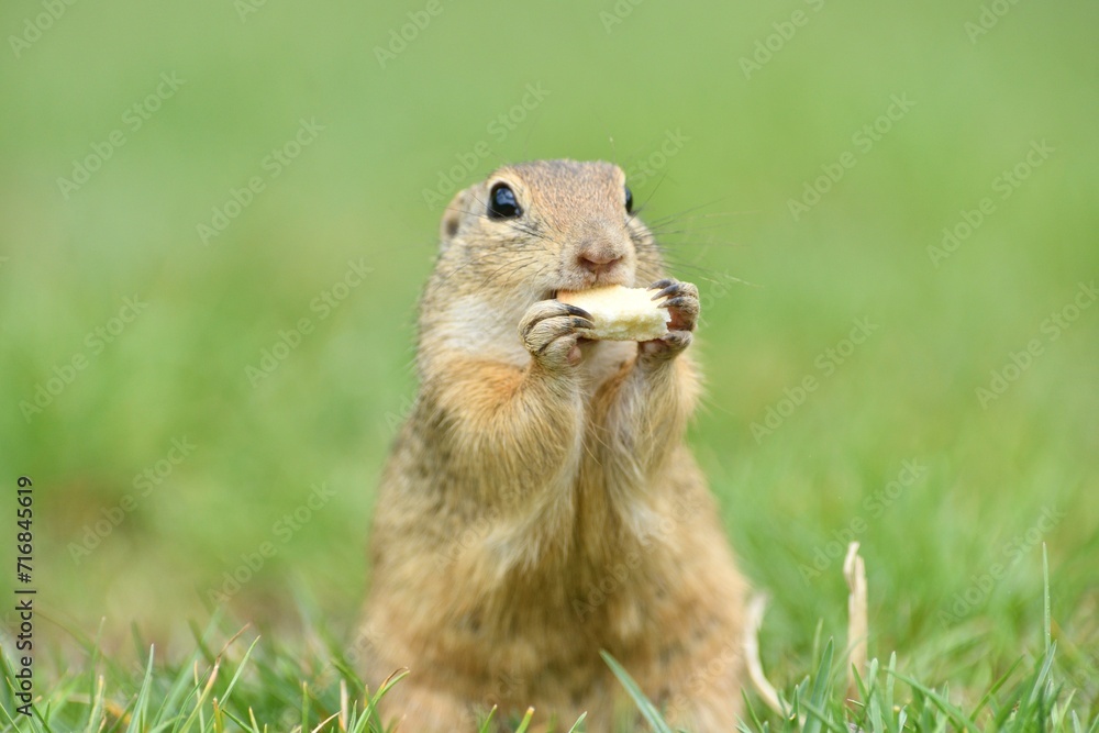 Ground squirrel keeps food in the front paws and eats in the grass