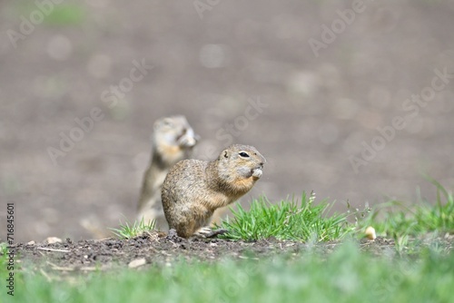 Obraz na płótnie Ground squirrel keeps food in the front paws and eats in the grass w salonie