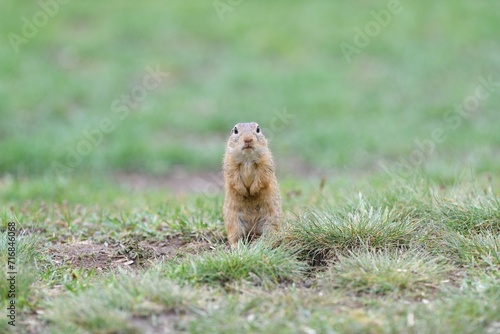 Obraz na płótnie Ground souslik peeks and lurking out of the burrow around the meadow w salonie