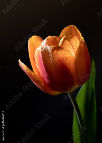 A radiant orange tulip blooms against a dark backdrop, highlighting its vibrant petals and delicate structure